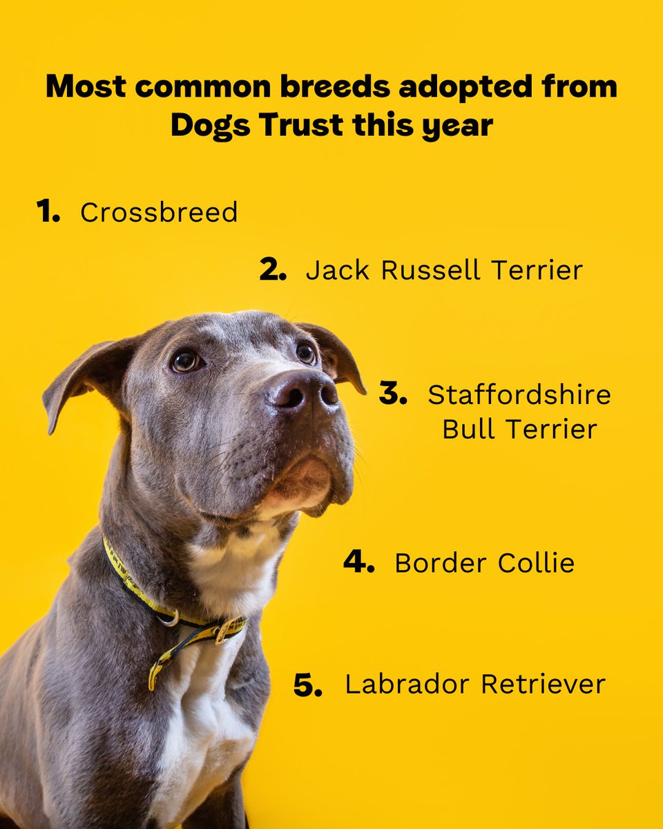 DogsTrust tweet picture