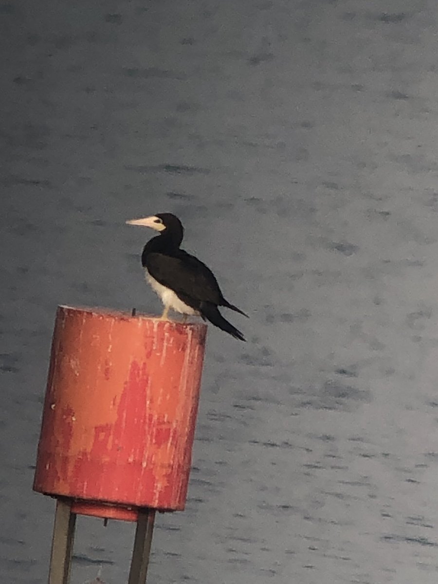 Rob Black 🔺 tweet media