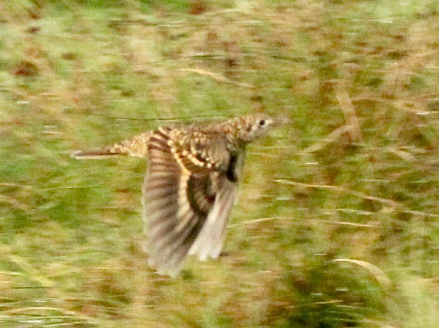 Rob Black 🔺 tweet media