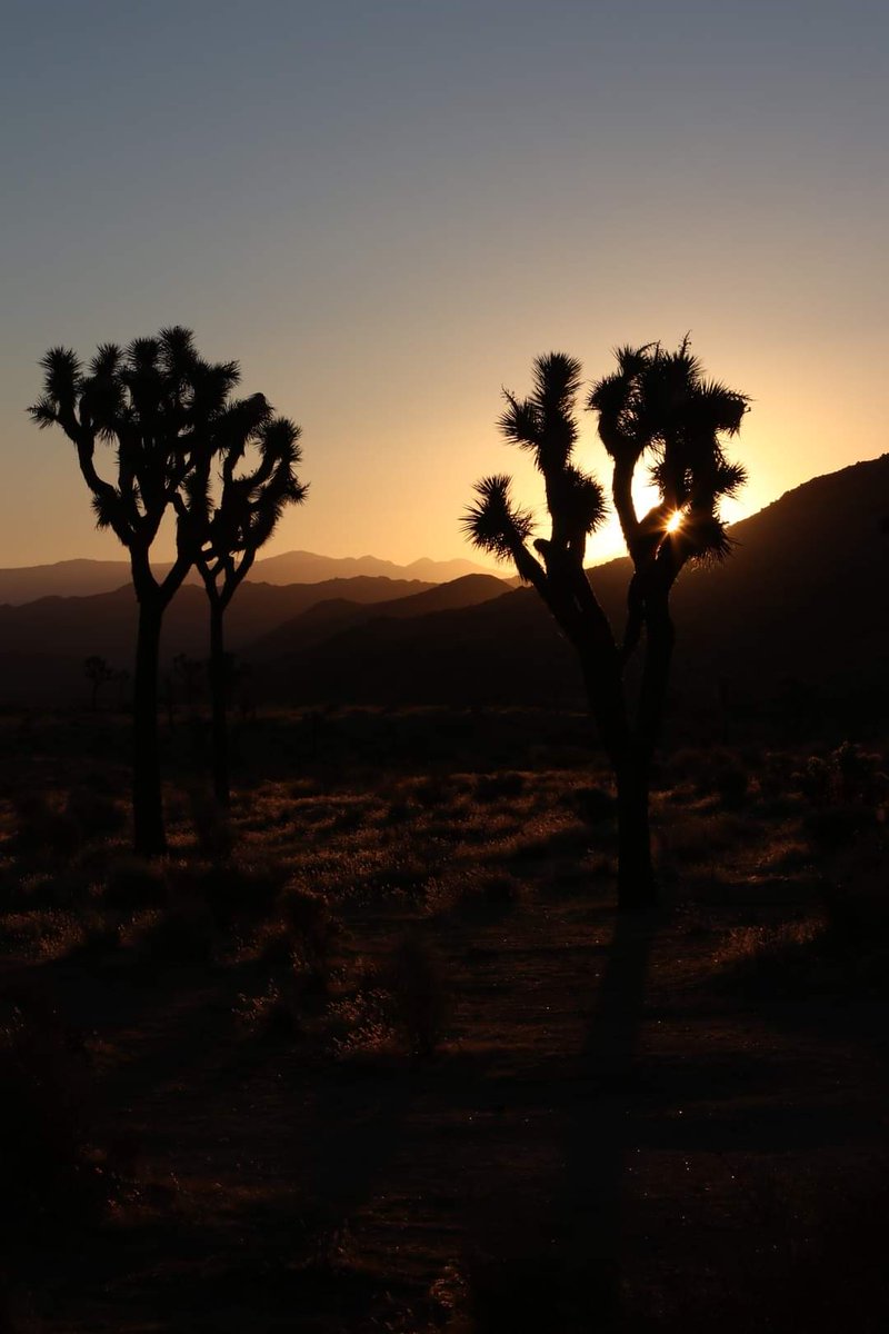 sterntaler1970's tweet photo. Anbei mal etwas für die Freunde der Fotografie. Das Original und das bearbeitete Foto eines Sonnenunterganges im Joshua Tree Natiinalpark. #Foto #Fotografie #lightroom #joshuaTreeNP #sunset #photography #photooftheday https://t.co/gigdVBHbrd