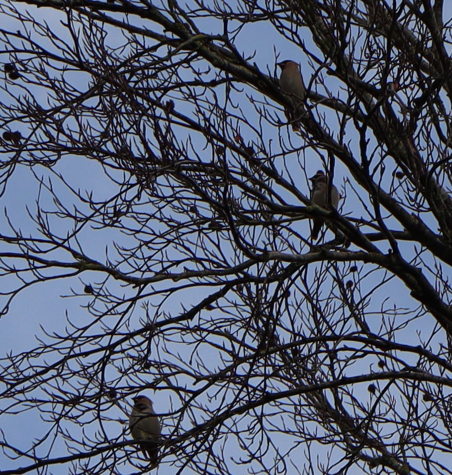 Great to see Bohemian Waxwings for the first time in Newport today! This makes 104 species in 2023 🐦 thanks to everyone for their help getting started this year! Looking forward to a new year full of birding (and my first camera 📸)! 🦆 #birding #waxwings #12DaysWild