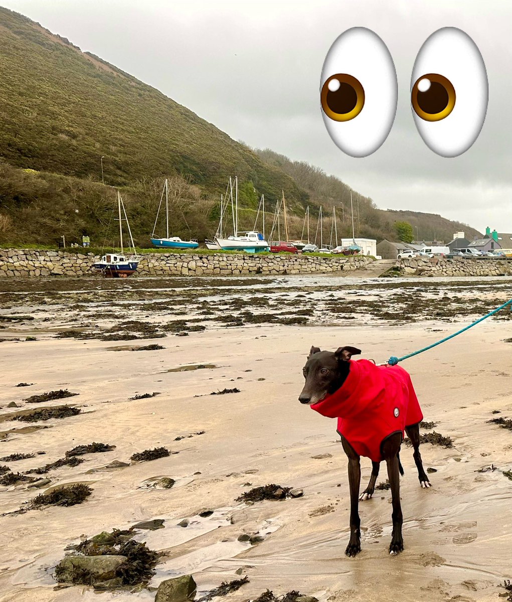 Pat T Dog on his first holiday