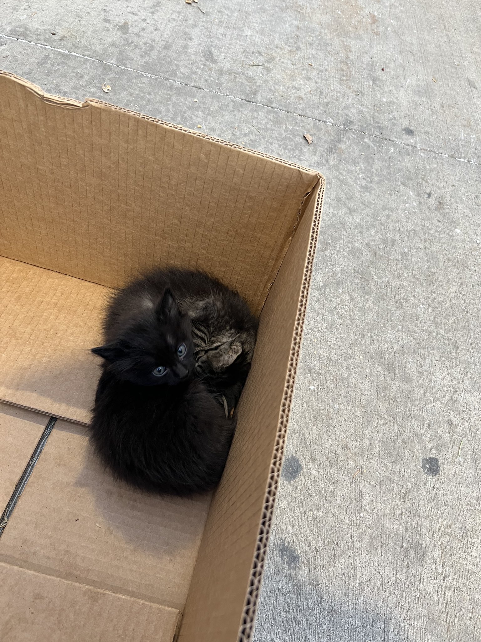 Went to Lowe’s for mulch, came back with two kittens. They’re warm and safe in the dungeon bathroom while I contact different rescue groups. https://t.co/DEJUU0F9eh