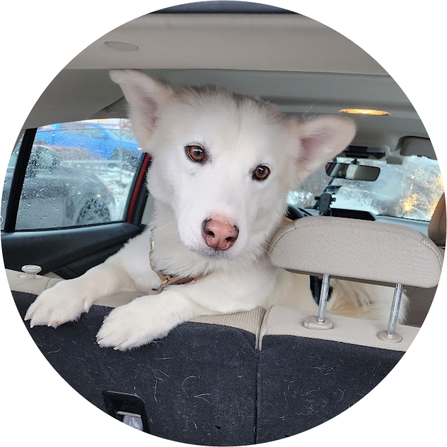 Const_Creative's tweet photo. You take on the role of Klaus, who also happens to be one of our company dogs. Can you tell which one is real? He's a rescue, Corgi Husky mix, found in Van Nuys about a year ago. Klaus is new to the food truck business, but he can cook just about anything! https://t.co/xvbHqeZnj8