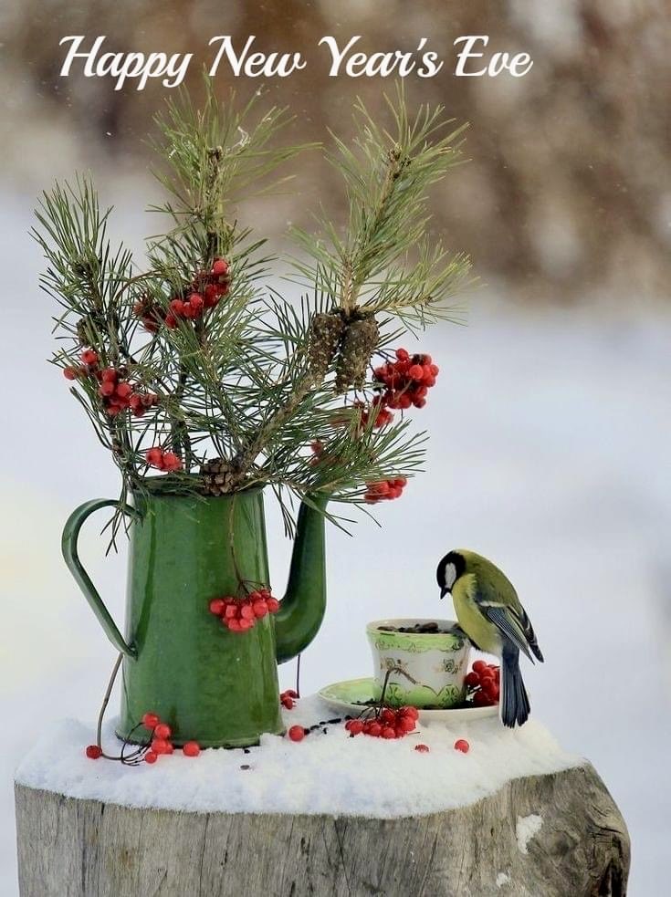 Happy New Year’s Eve! ❄️🌲🐦 #NewYear’sEve #Nature