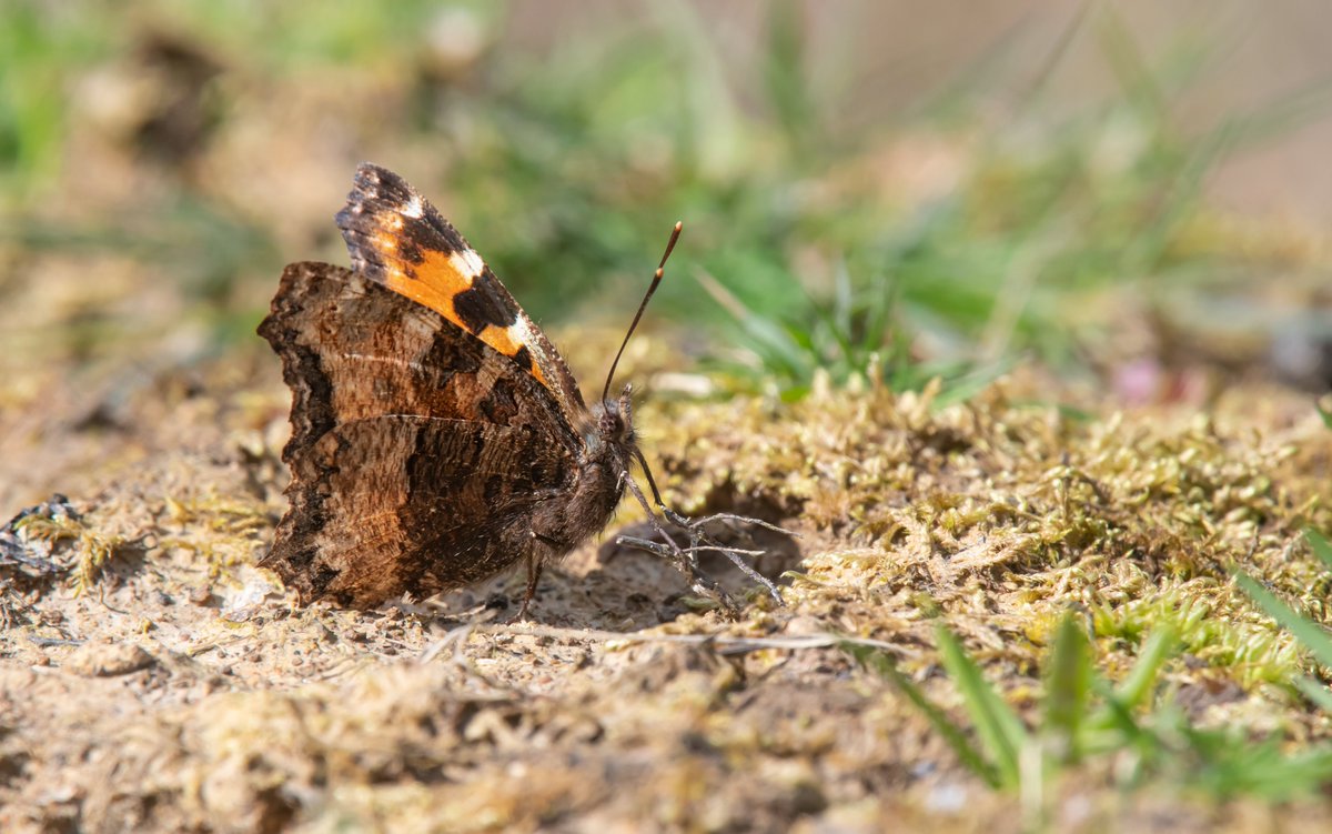 I had several highlights during 2023, but the most rewarding was finding my 4th Large Tortoiseshell. This one in Abbotts Wood with @lisagsaw. Despite searches the next day, it never was seen again. A very magical moment. @BCSussex @SussexWildlife @ForestryComm @savebutterflies