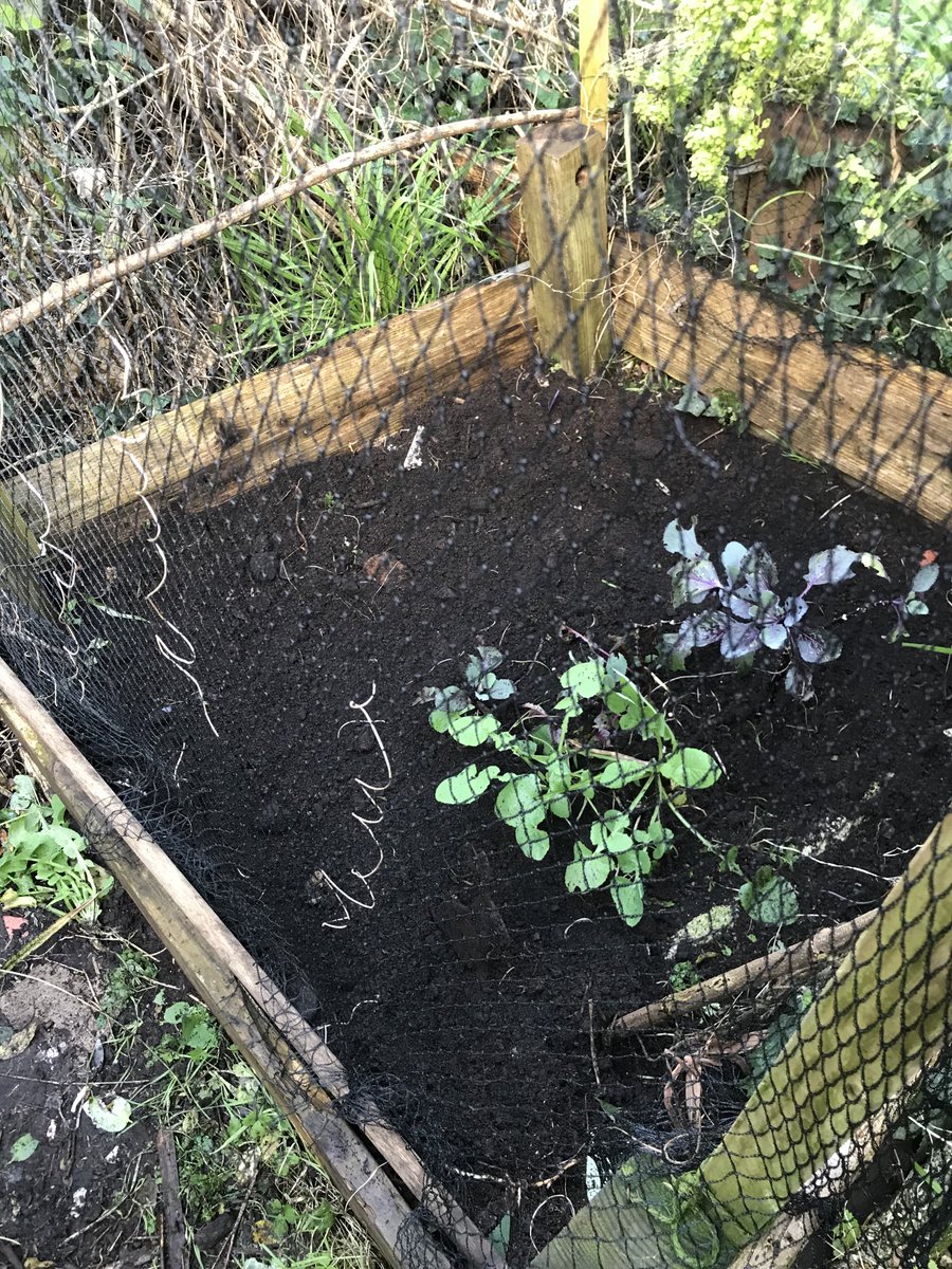 helen21206699's tweet photo. My little #vegetable #patch in my little #cottage #garden #broadbean #seeds #planted https://t.co/lfzF5T35Qh