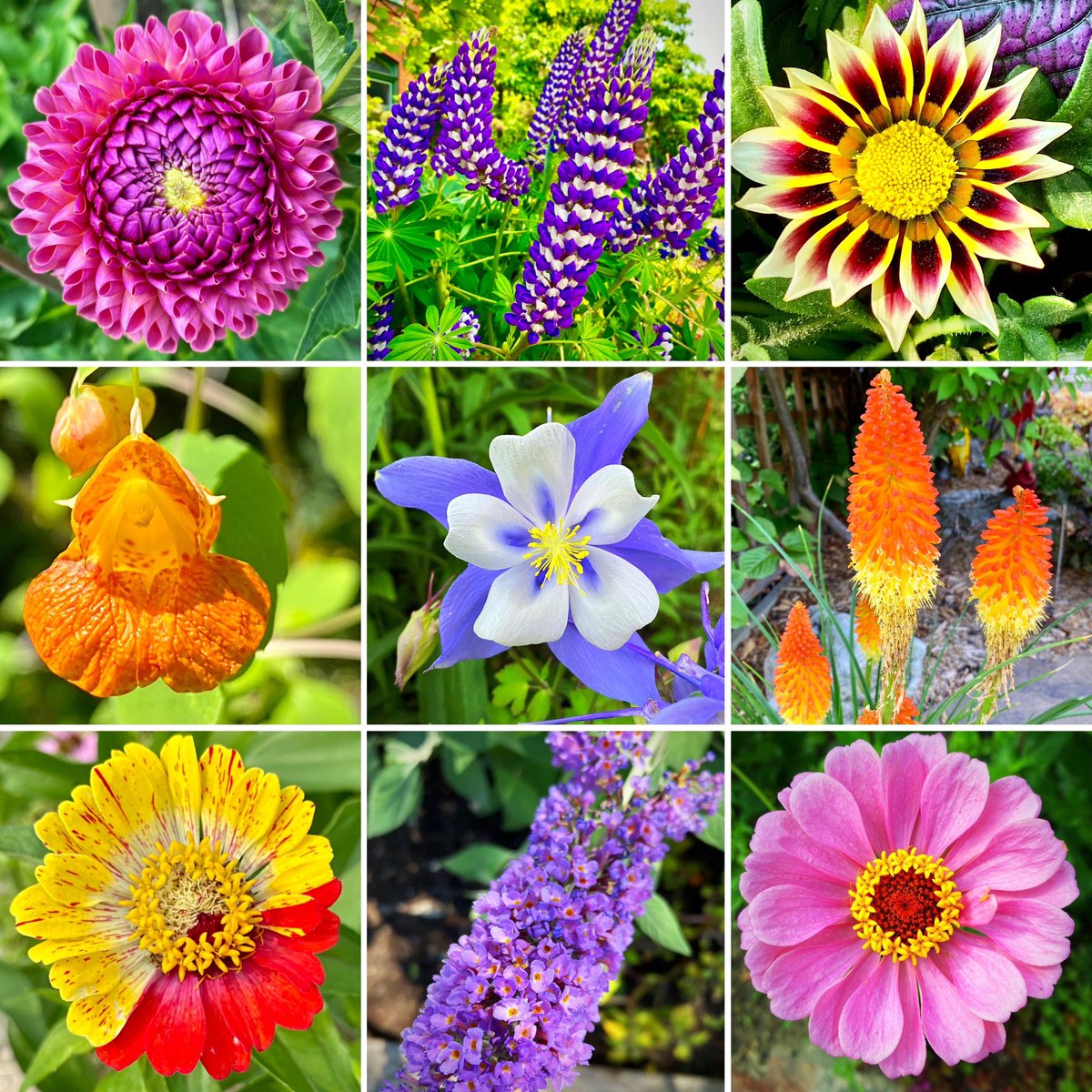 TheLastLinda's tweet photo. Just a little compilation of some of the cool flowers from the ‘hood this year. Thanks to all for all the pretty!

#BabyPoint #flowers #Goodbye2023 #HappyNewYear https://t.co/jQ7XxvFLyl