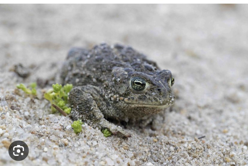 joanburgess1's tweet photo. Great overview of 2023! Never saw a natterjack all my years visiting Castlegregory but maybe in 2024? #toadlets #castlegregory #biodiversity https://t.co/J6tyCetdcW