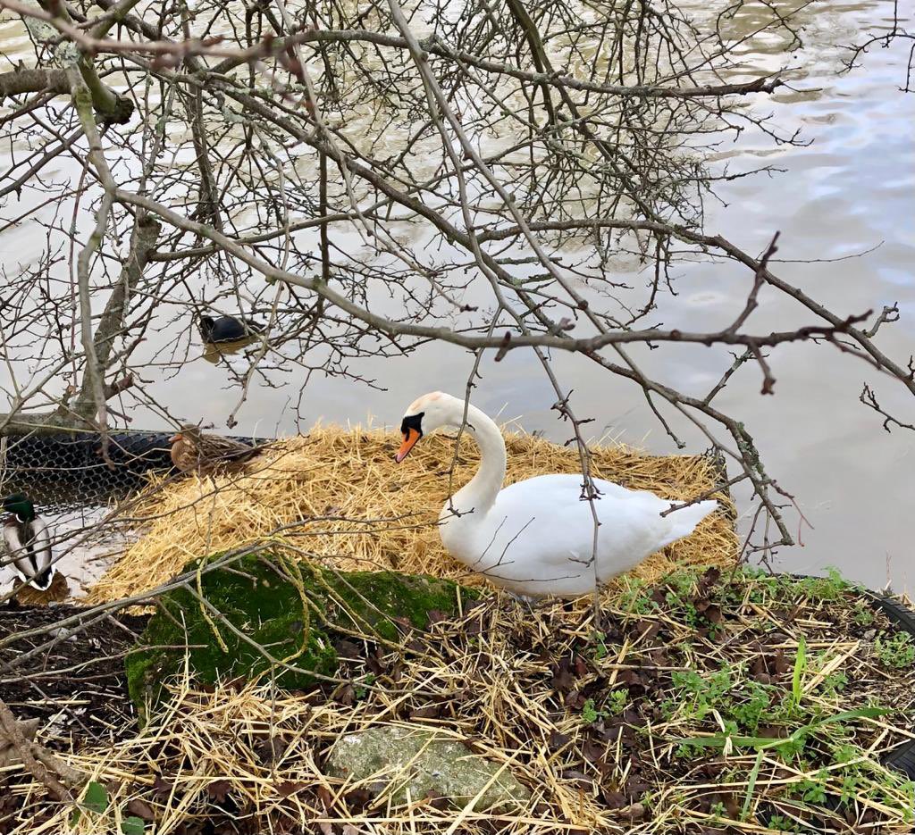 Make your local ♥ly (@stonebridgelock) on Twitter photo Old chap red ring 877 (a Lower Manyard Reservoir @E17Wetlands regular) dropped in for a feed from ye South Stonebridge Lock Moorings folk & cosied up on the #HaleWharf Swan nesting platform to shield from #StormGerrit squalls
Thanks <a href="/ohheyjuliana/">Juliana Martinhago</a> for info on this fine fellow Old chap red ring 877 (a Lower Manyard Reservoir @E17Wetlands regular) dropped in for a feed from ye South Stonebridge Lock Moorings folk & cosied up on the #HaleWharf Swan nesting platform to shield from #StormGerrit squalls
Thanks <a href="/ohheyjuliana/">Juliana Martinhago</a> for info on this fine fellow