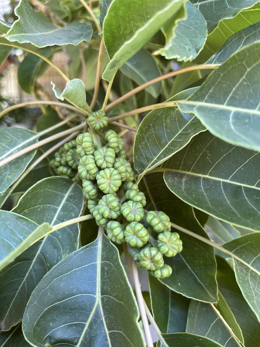 Botanizing in Buenos Aires on New Year’s Eve. Agathis, Araucaria angustifolia, and Phytolacca dioica. Parque Rivadavia, Caballito. <a href="/PPaleofloras/">Patagonia Paleofloras</a> <a href="/BaileyHortorium/">CornellHerbarium</a> <a href="/mefpatagonia/">MuseoEgidioFeruglio</a>