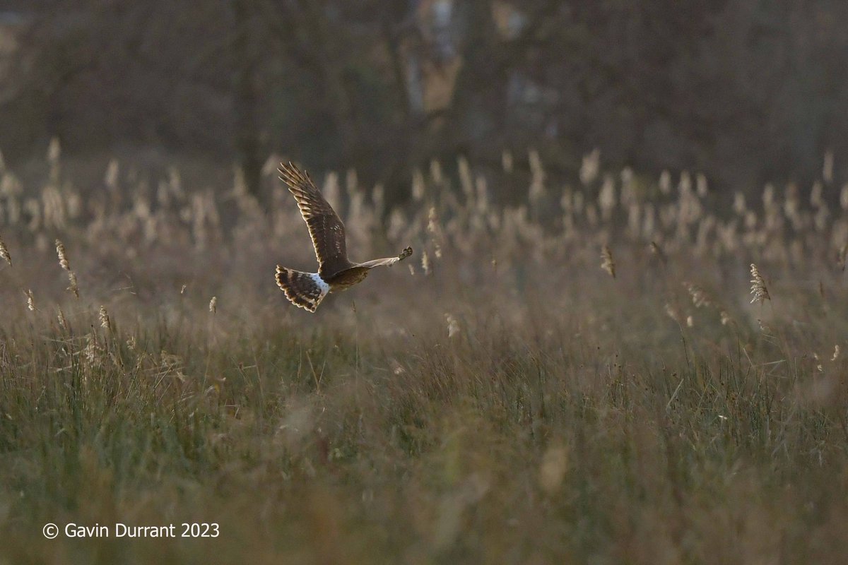 GavinDurrant1's tweet photo. Distant views of a Ringtail Hen Harrier today on the marshes of the lower Waveney @suffolkwildlife https://t.co/yiVPXOMHh7