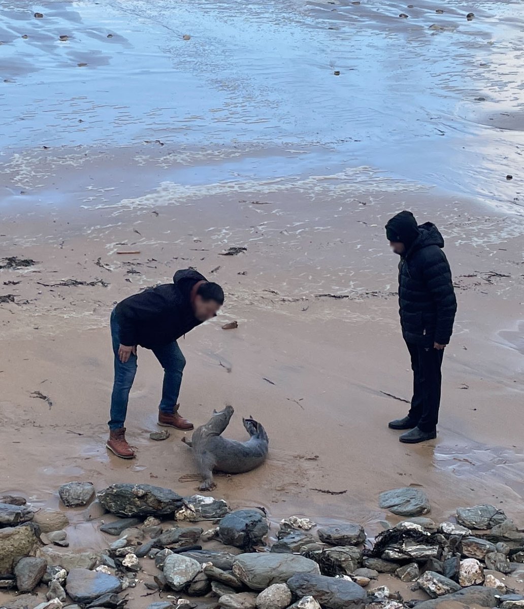 LegoLostAtSea's tweet photo. If you come across a seal on a beach, advice from British Divers Marine Life Rescue is to keep your distance, put dogs on a lead and ring the @BDMLR hotline on 01825 765546 if you think the seal is distressed or injured. Sadly this one was frightened back into the sea today while medics were on their way to assess it.