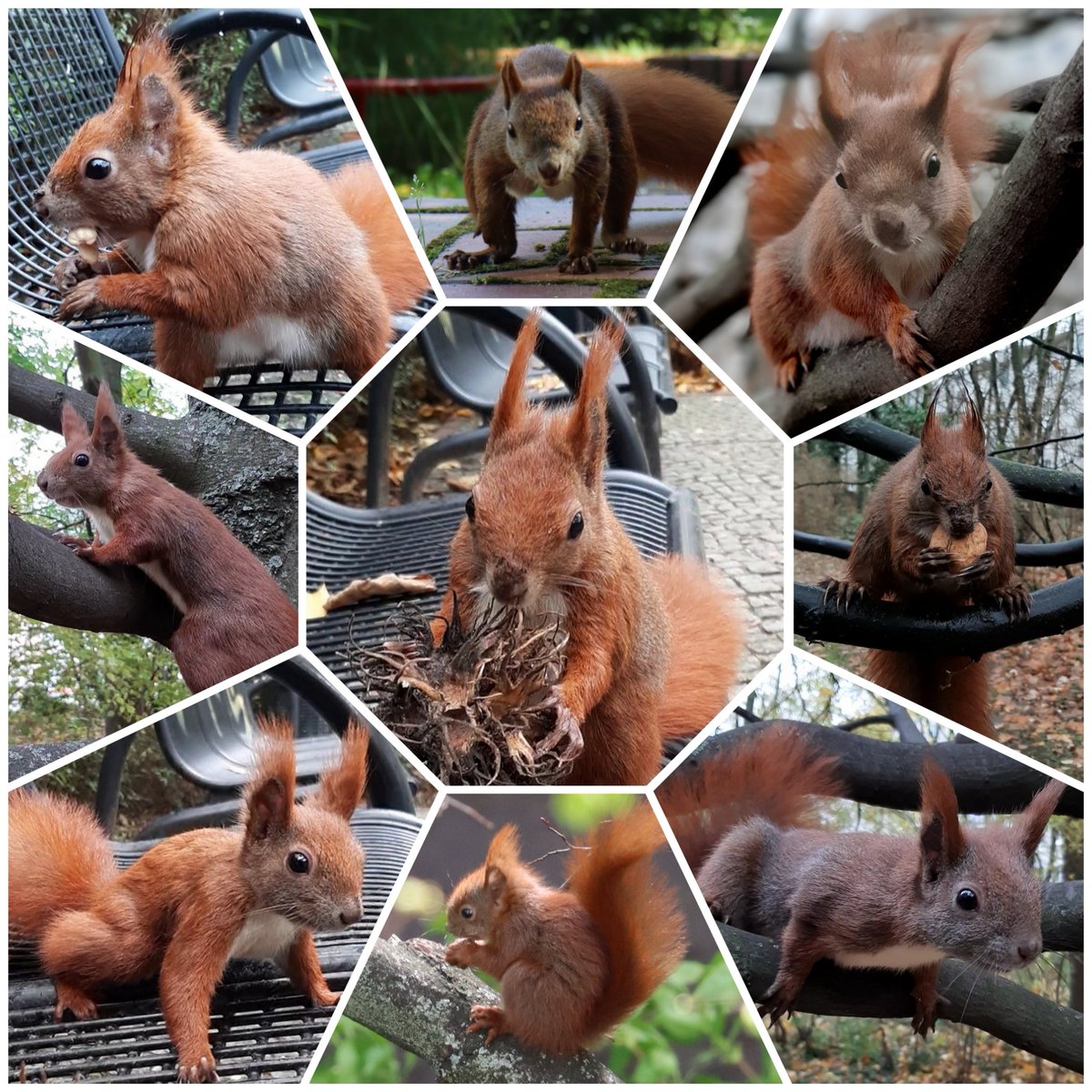 Mit diesen Bildern verabschieden wir uns für dieses Jahr.
Wir danken für Eure Treue und hoffen, dass die kleinen Geschichten rund um Clemens das ein oder andere Mal ein Lächeln in Euren Alltag zaubern konnten.
Kommt gut ins neue Jahr.
Liebe Grüße 
Clemens 🐿 &amp; die Nussdealerin