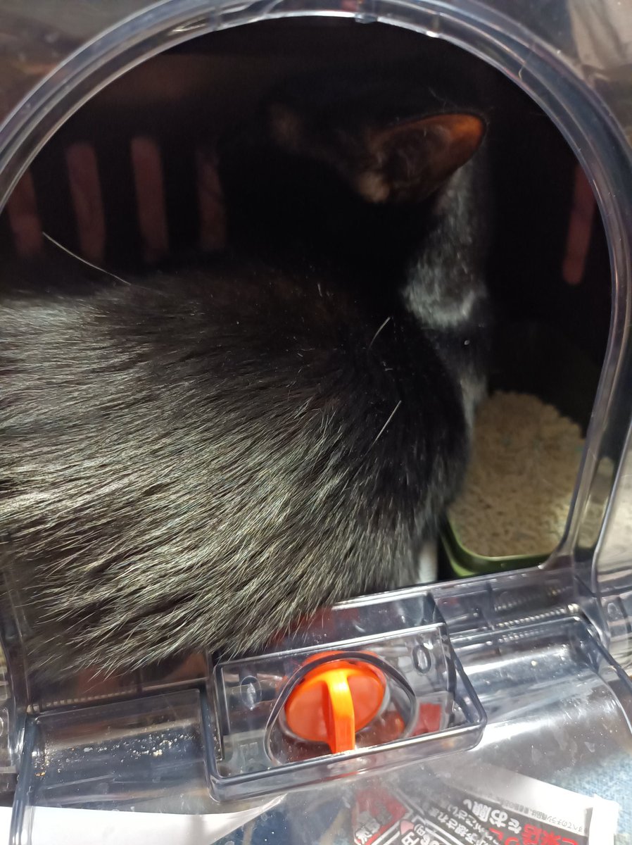 保護猫でも幸せになれる - Search / X