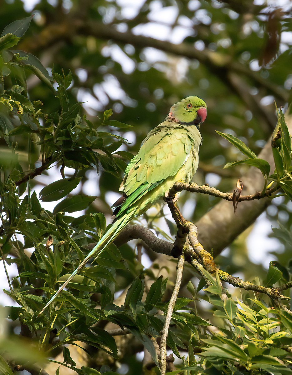 Barry Stalker - Birding Basingstoke & Deane tweet media
