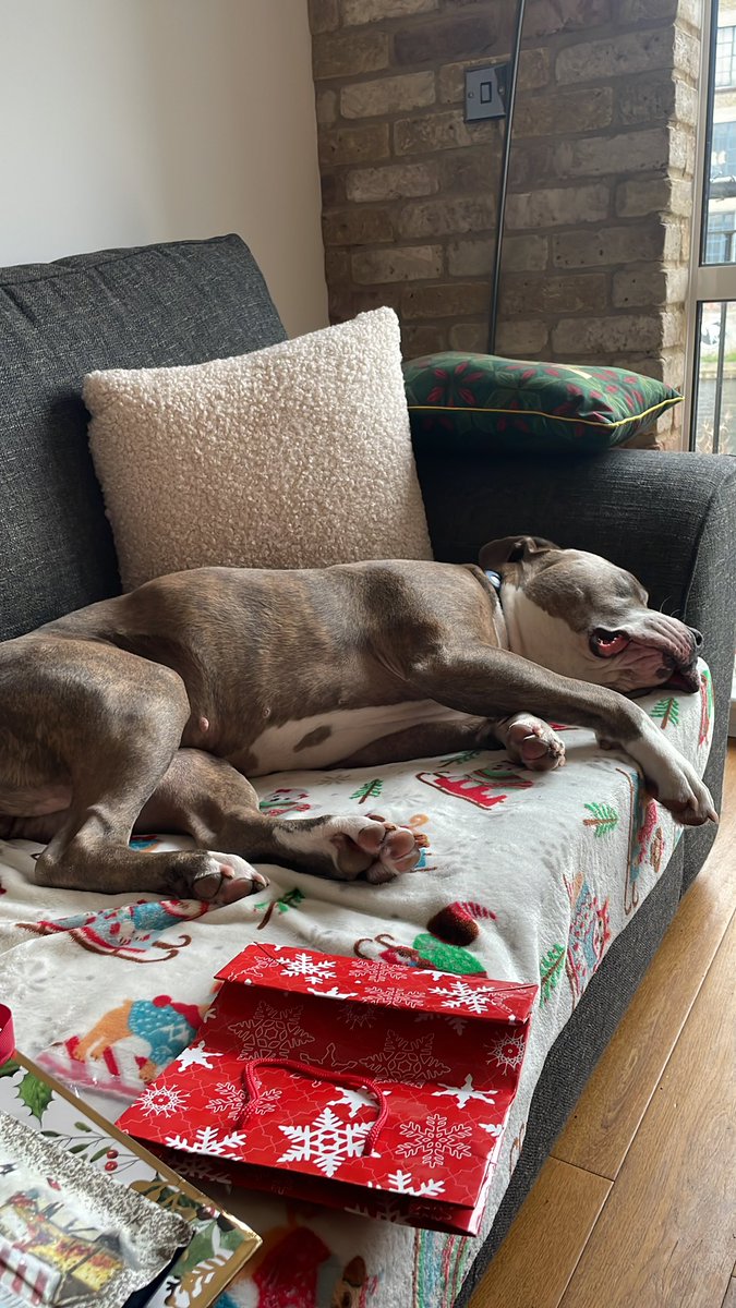 The reality of the ban kicking in, beautiful Maisie is one of the lucky ones but in reality, it’s me that’s lucky to have her .. we will do what we have to do but appalled by this Tory government and their knee jerk politics #rescueismyfavouritebreed #XLBully
