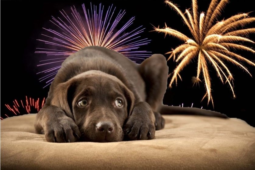 If you have a dog/animals that are really afraid of #fireworks try layering multiple sound effects on phones/ laptop etc. This waterfall video below blocks out noise, add in ocean waves & birds etc..& yes I'm serious.🥰 Worked a treat in Nov. #NewYear2024 youtu.be/HchoJcYNYlU?fe…