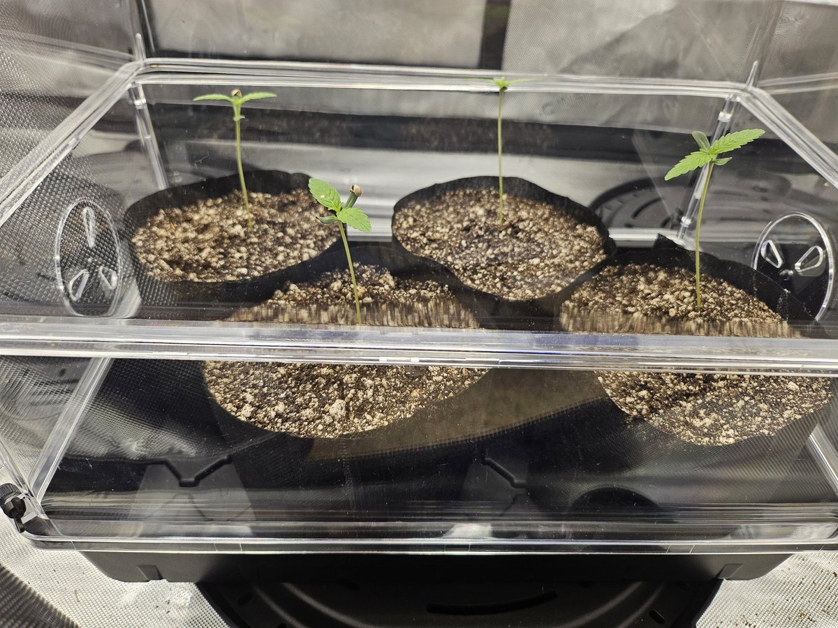 JohnnyPotSmokr's tweet photo. GM, update on the 4x2 grow, 

12/8 🌱
Breeder:@EthosGenetics
Strain: #PineappleRuntz
Autoflower
Life cycle: 70-80 days 
Grow media &amp; Food
CoCo, #Growdots , #Recharge

@AcInfinityInc :
Tent, Fan, Exhaust, Light, Sip trays.

#GrowingTogether #CannabisCommunity #DGC #ScottyREAL https://t.co/kycqUtQOZK
