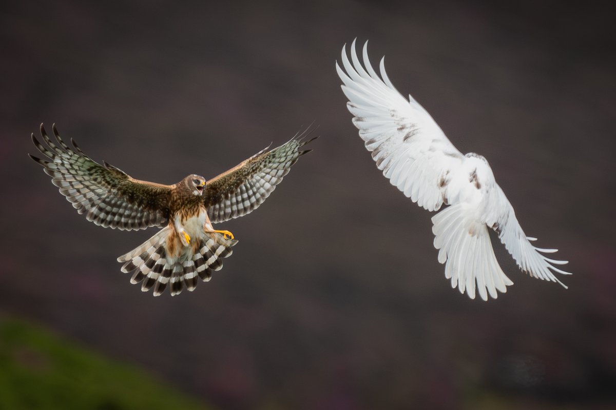 One of my favourite photos from 2023. A Leucistic juvenile Hen Harrier interacting with a sibling. Wishing everyone a Happy & healthy New Year for 2024! #isleofman #BirdsSeenIn2023 #Henharrier 🇮🇲