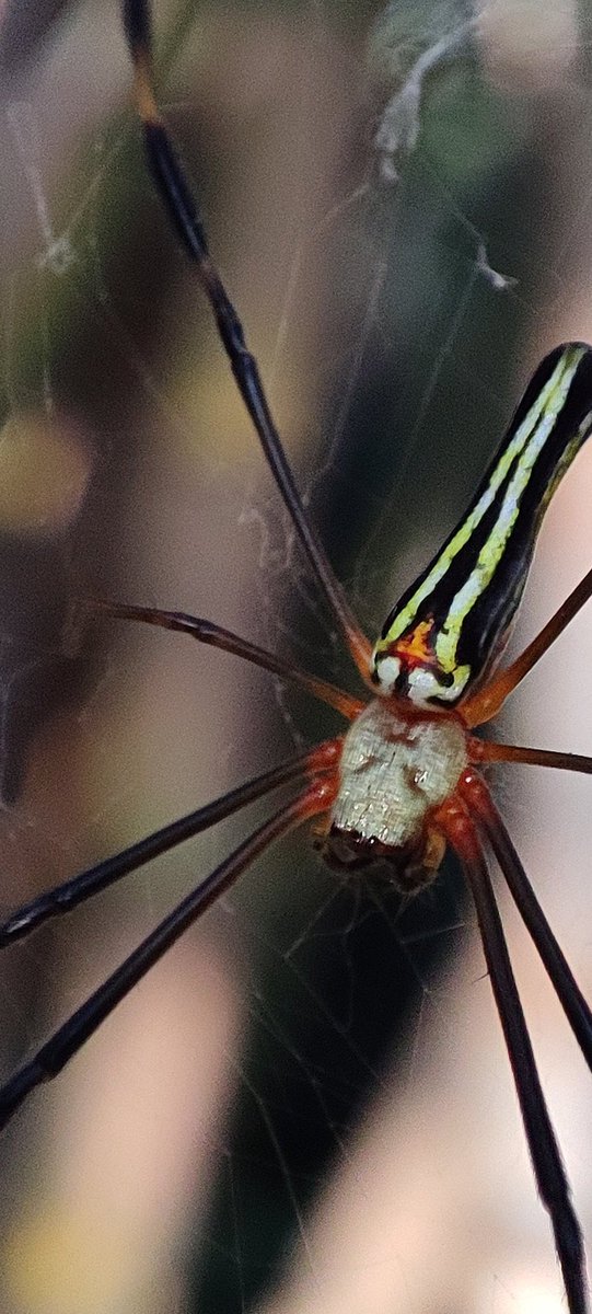 asuph's tweet photo. Bye bye #2023. InSpidered. 

#macromode #macrophotography https://t.co/DxYfS7csST
