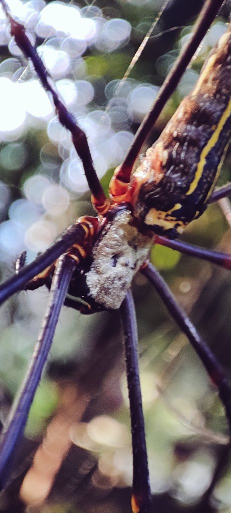 asuph's tweet photo. #spiders #InsectsOfTwitter https://t.co/UFTu44TUTJ