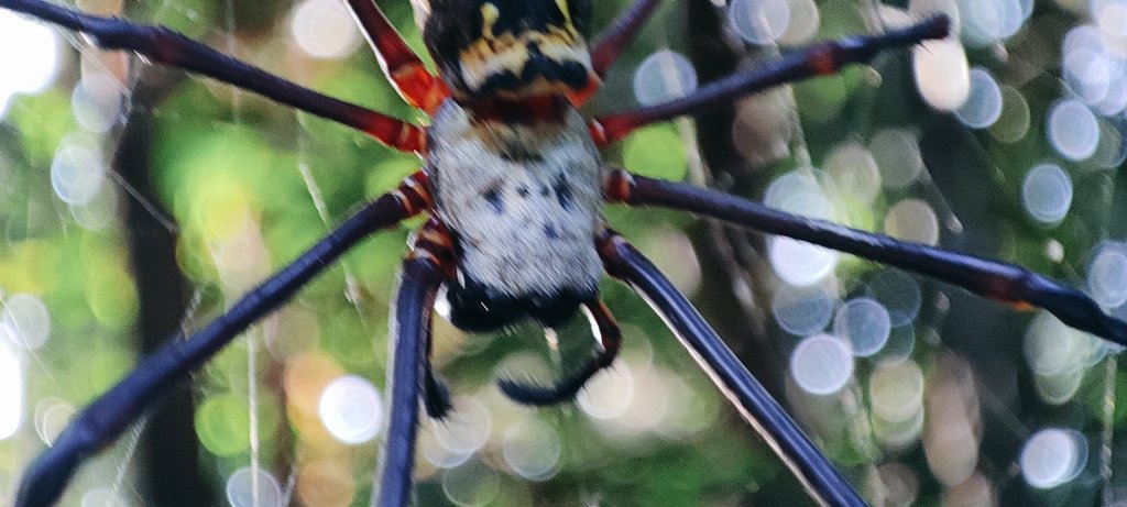 asuph's tweet photo. #spiders #InsectsOfTwitter https://t.co/UFTu44TUTJ