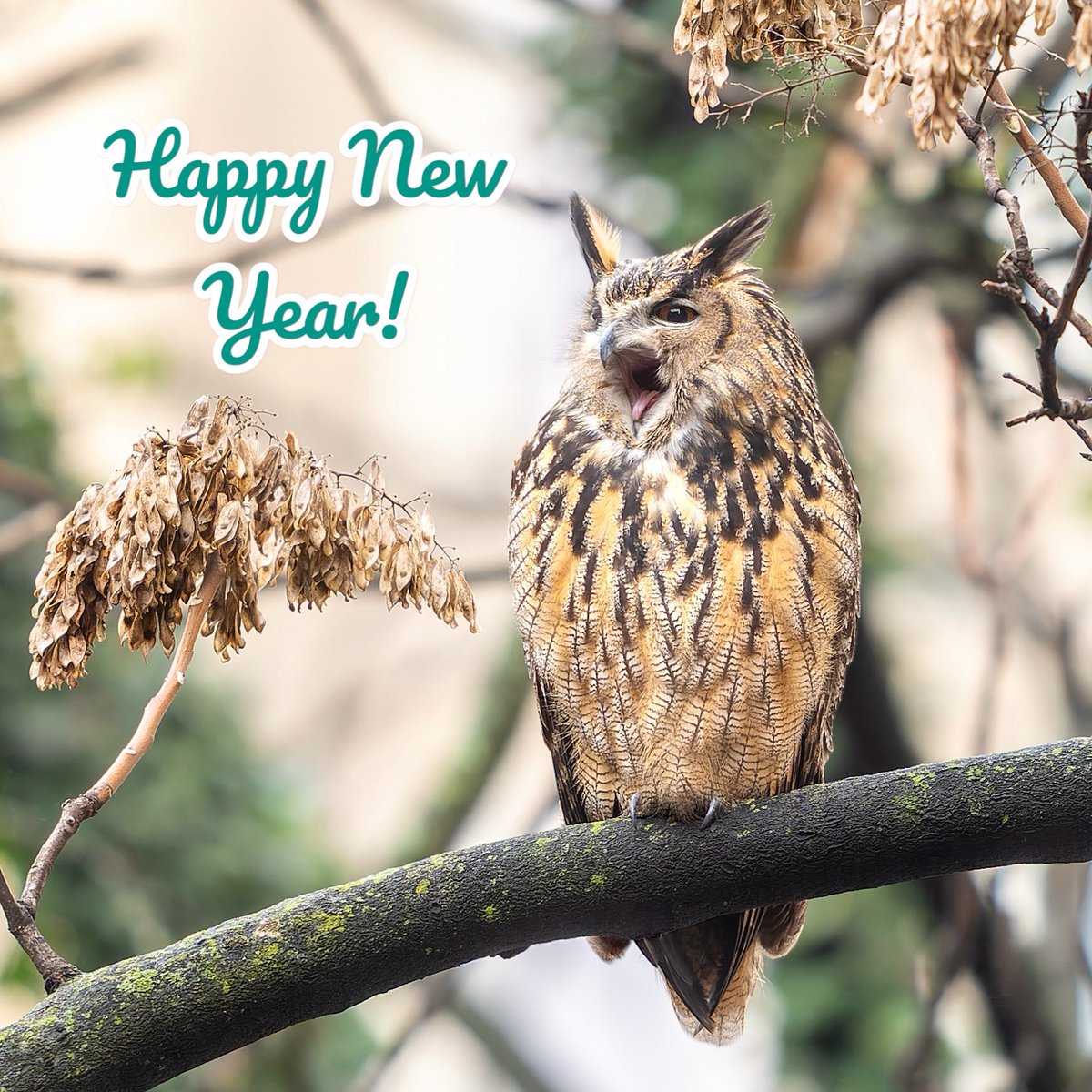 jacquelineUWS's tweet photo. After escaping from the zoo almost 11 months ago, Flaco continues to surprise, inspire, and delight us. I’m excited to see what 2024 brings. Happy New Year!🎉💕🦉

#birding #birdcpp #flaco #HappyNewYear https://t.co/S0niBgK6uu