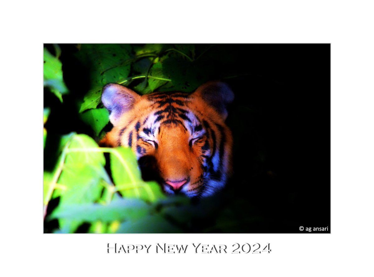 Let there be light of Fastivities in the Cities & Darkness in the Tiger Forest, Wish you all a Very Happy New Year Friends..
