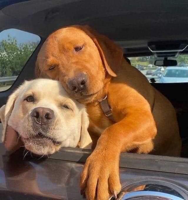 𝕏 Dogs tweet media