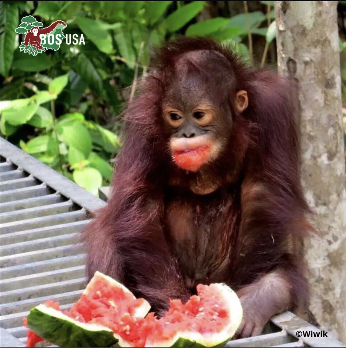 BOSUSA2's tweet photo. Thank you for an amazing 2023 β¨ Here are the #orangutan posts you loved the most! π₯°
1 - A hair-raising Friday the 13th
2 - Anthony enjoying nature's #Slurpee
3 - Catching a case of #Mondayitus
Have a happy and safe New Year's Eve and we'll see you all in 2024!π§‘ https://t.co/lkhCM0ABbj