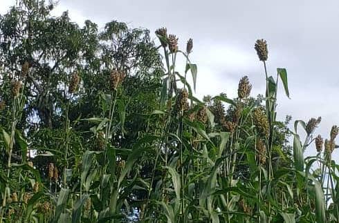 Jeanmichelc08's tweet photo. La production de petit mil est de retour dans plusieurs zones du pays. 
Merci à nos vaillants cultivateurs qui, par leurs ténacités, ont gain de cause sur les ONGs, MARNDR et Ministère de l'Environnement qui sont l'artisan de l'insécurité alimentaire en Haïti. https://t.co/RH5hXe643g