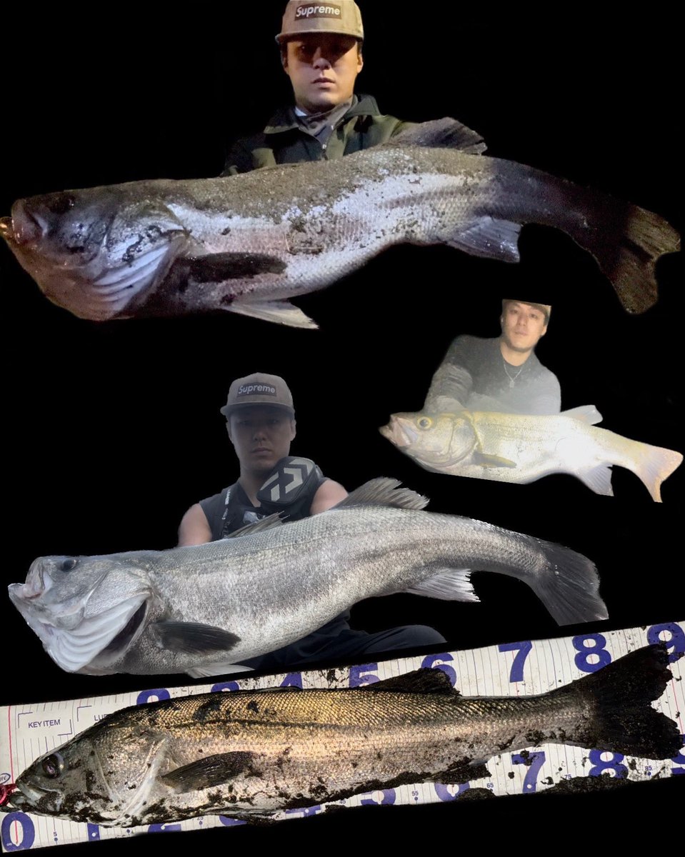 zakky0727's tweet photo. オフショアとシーバスな２０２３年🐟

２年連続９０ＵＰシーバス
ゴン太ランカーシーバス
オフショアヒラマサ・ブリ

あとなぜか
アオリイカ ２.２６kg
マゴチ ６７cm

２０２４年はもっとデケェのいくぞー https://t.co/QpfEAc1tM6