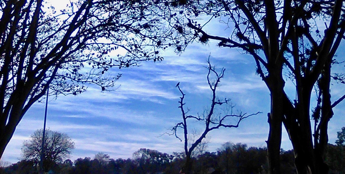 The osprey tree still stands. I'm beginning to think that the ribbon around its trunk marks it to be saved, rather than cut down. The osprey continues to use it to monitor the bayou below.