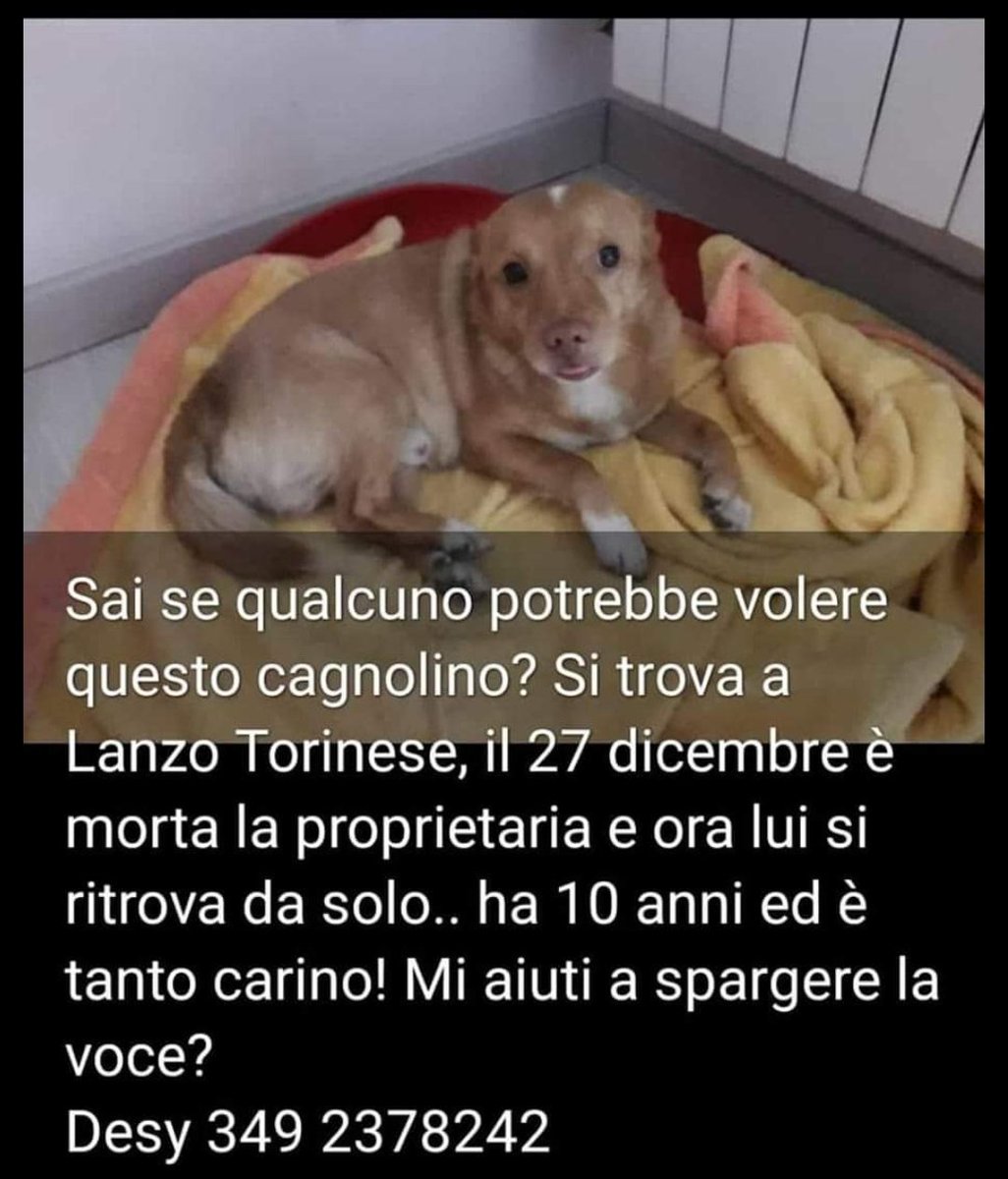 #adoptme #adottanoncomprare #adottauncane #adottauncanedalcanile #adotta #adozionecani #adozione #AdoptDontShop #AdoptaNoCompres #ADOPT #Adopta #Adoption #adoptmepets  #adoptmefreepets #adottaUnCaneAnziano
 #adottaUnCaneOrfano #URGENTE #adozioneUrgente