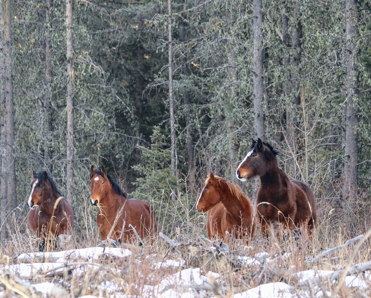 We came across this small herd of #wildies while out for a walk at the #cabininthewoods earlier this week. It seems they are migrating south of their more typical home area of Sundre. Such a pleasant surprise to see❣️ 🐎 #albertawild
