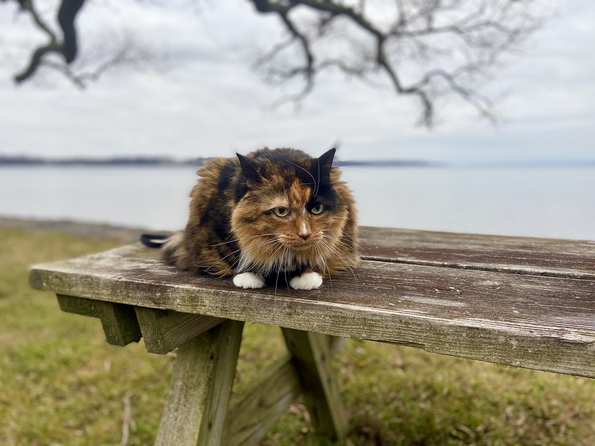 MaskedFilms's tweet photo. I took these two knuckleheads down to the Seneca Lake State Park this morning. I don't think they've seen birds larger than sparrows. Ducks scared them! lol #catlovers #catlove #cats #weekendvives #Caturday https://t.co/SJtqOqobPJ