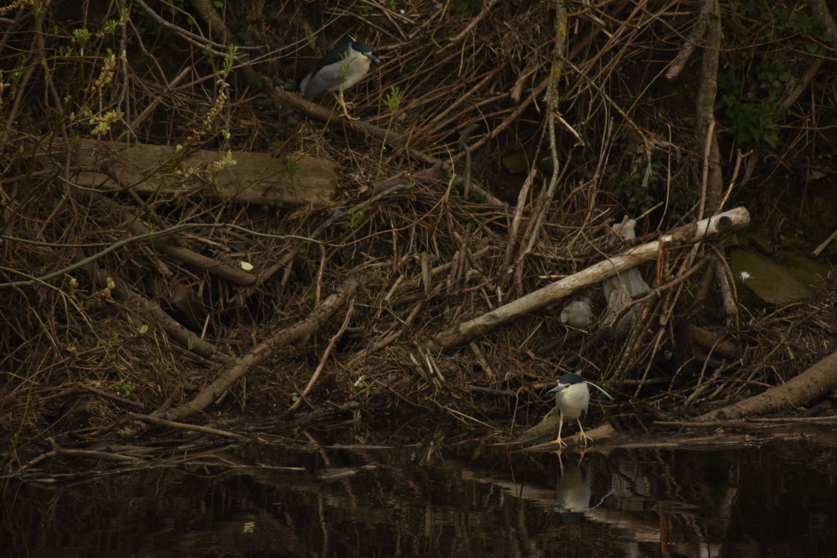 Well, it looks like that's 2023 over and done with. Yet another great year of birding - I stopped keeping track of my year list, but I've had many new lifers these past 12 months, and seen some properly corking birds - from Goshawks and Yank Warblers to Eagles and Night Herons.1/