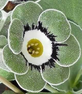 Xalid bezhan2 tweet media