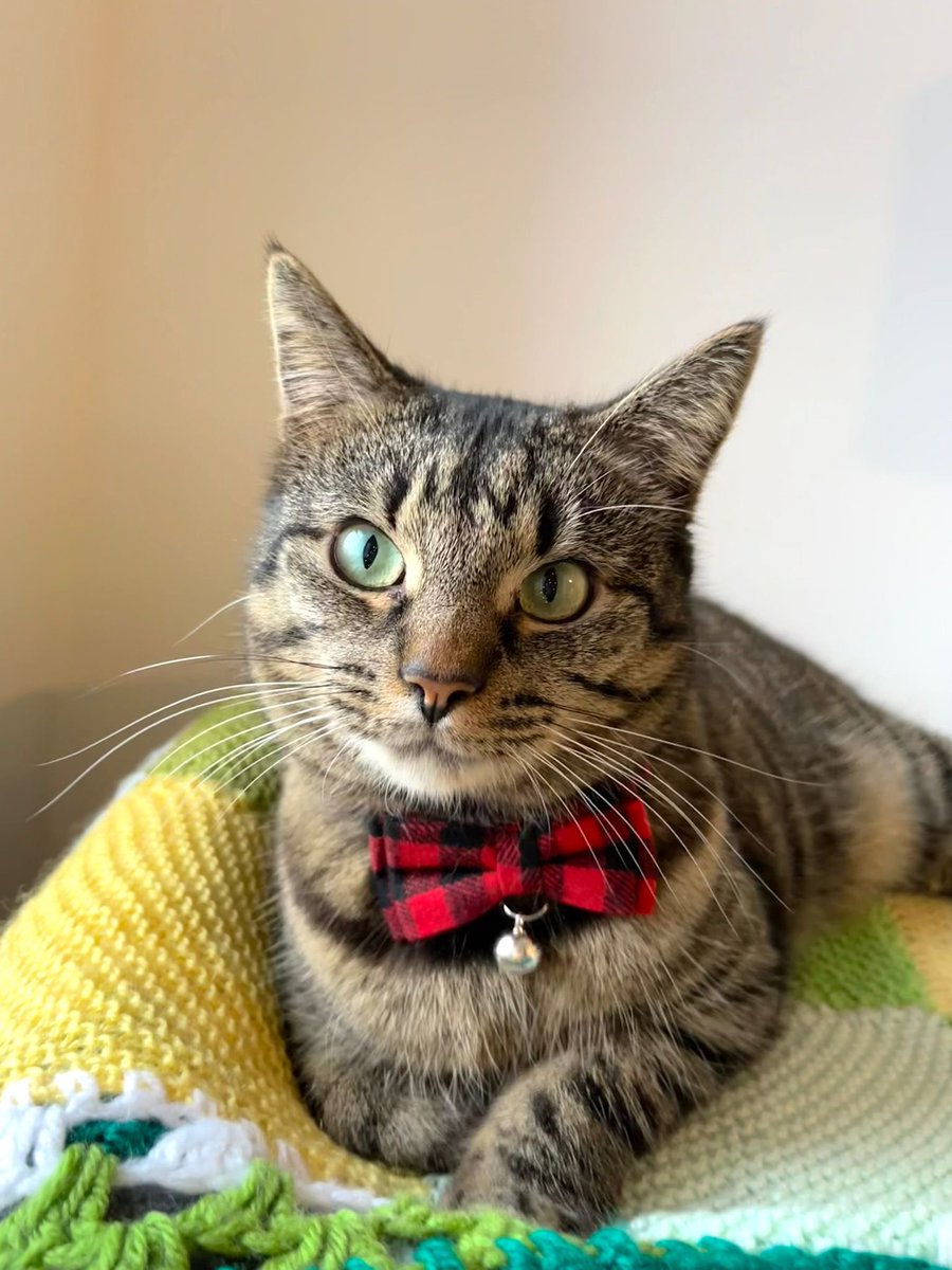 Al_Hawke's tweet photo. Dressed to #impress! 🐈‍⬛ https://t.co/6lv8JgWmfG