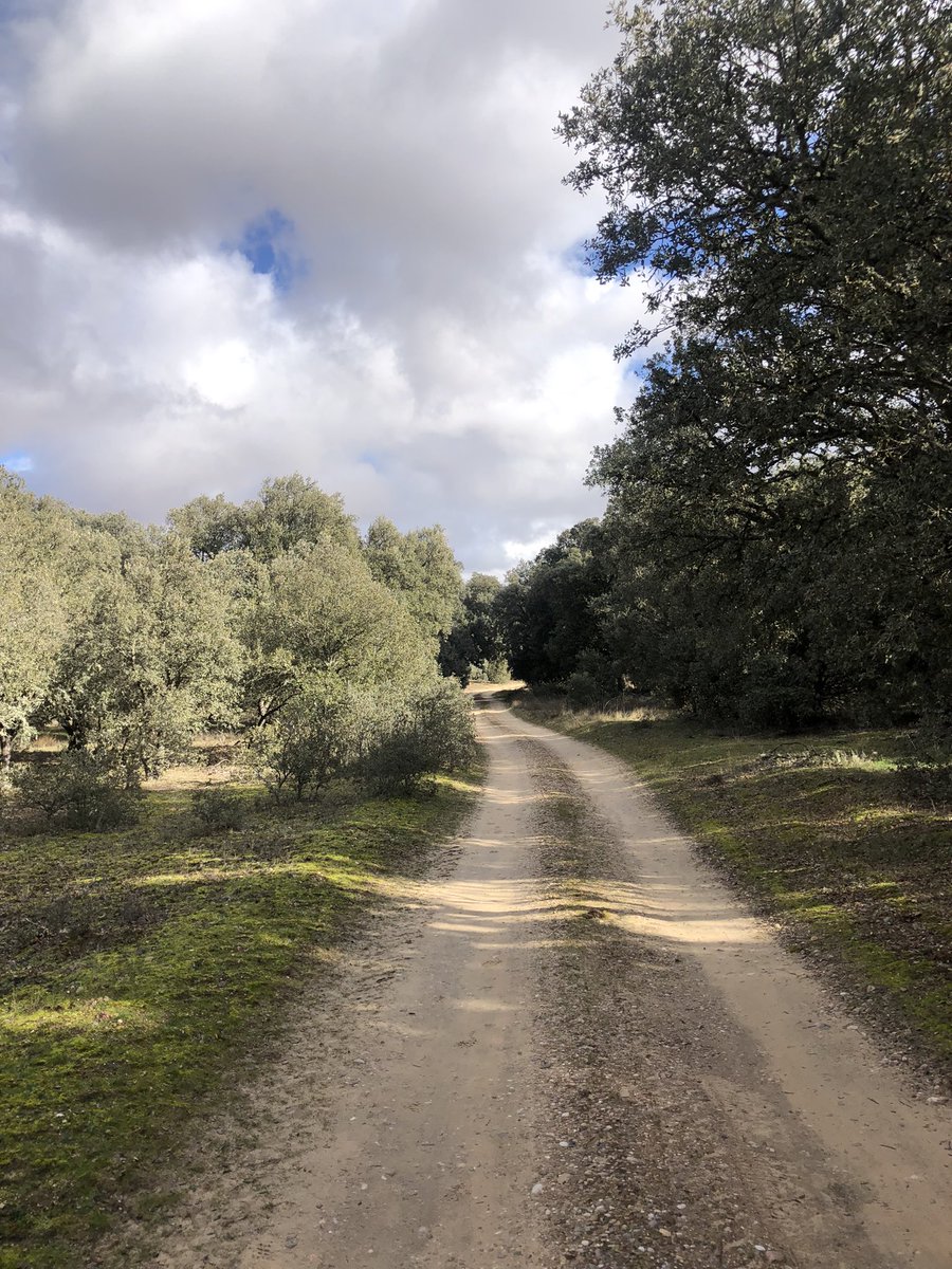 Silvittisima's tweet photo. El último paseo del año ha sido rodeada de chaparros y encinas centenarias.
Paraje el Chaparral.
#Olmillos
#Soria https://t.co/NaxdvuJ0LM