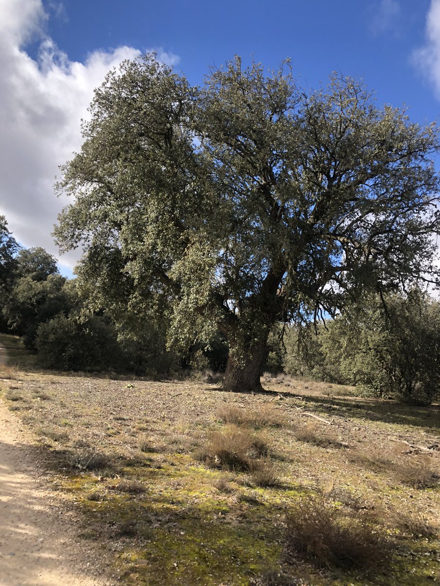 Silvittisima's tweet photo. El último paseo del año ha sido rodeada de chaparros y encinas centenarias.
Paraje el Chaparral.
#Olmillos
#Soria https://t.co/NaxdvuJ0LM