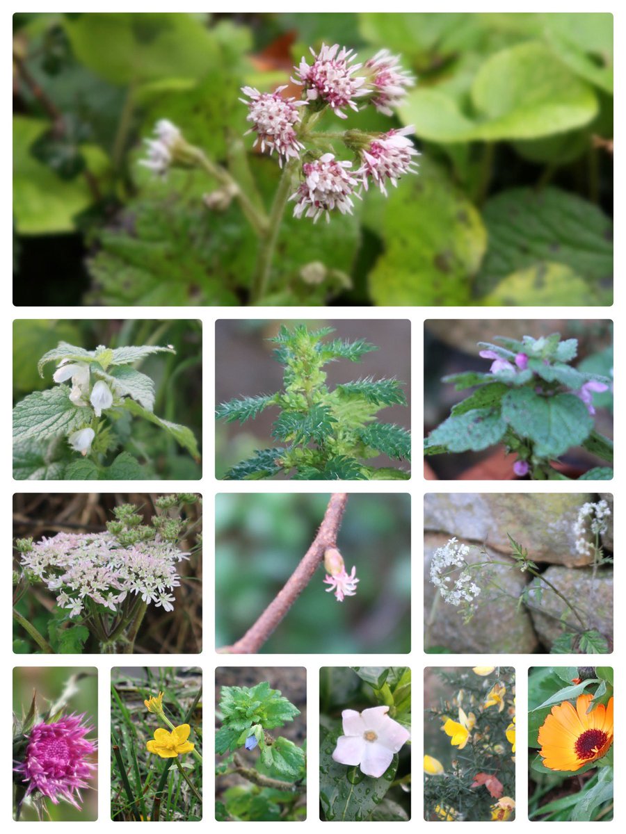 Out for a couple of hours and I spotted 24 species in flower.  #NewYearPlantHunt  #WildflowerHour.