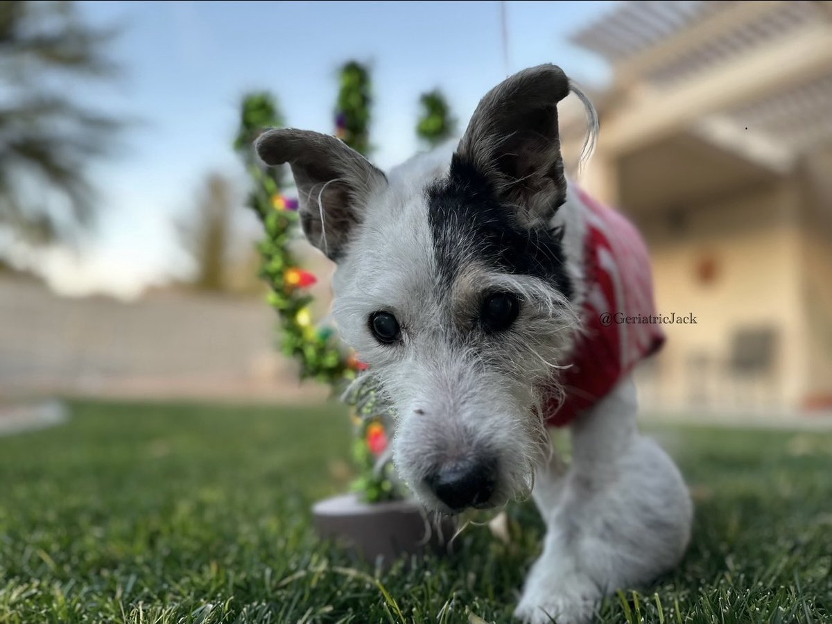 happy new year everyone! 🎇🎊🎆 here’s my cutest pics of the year! it was hard to choose cuz i’m just so heckin cute 🤭
#dogsofX
#Best2023Photos