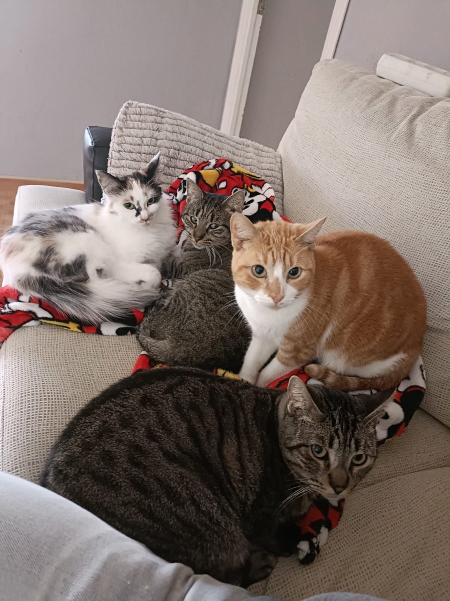 AYUDA ANIMAL CHICO tweet media