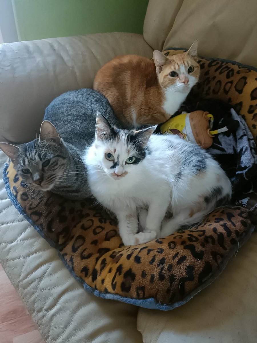 AYUDA ANIMAL CHICO tweet media