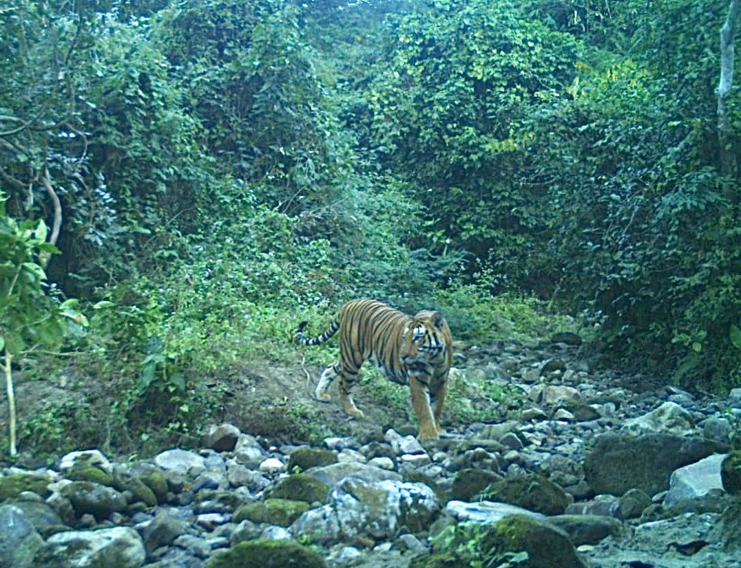 Another picture from a recent camera trap at Buxa Tiger Reserve, North West Bengal. 

May the new year bring in hope for the #BengalTigers 

Photo credit: Buxa Tiger Reserve
