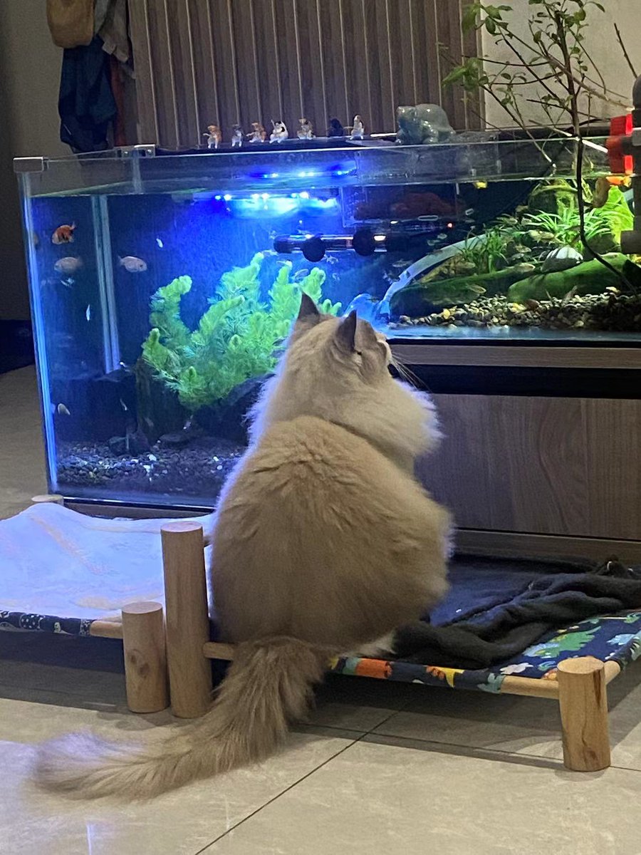 PetChain2's tweet photo. New Year's new atmosphere, I hope everyone has fish every year😄😄😄
#cat #paw #catoftheday #lovecats #furry #fur #felidae #kitty #meowstagram #smalltomediumsizedcats https://t.co/BAj9RgAI3S