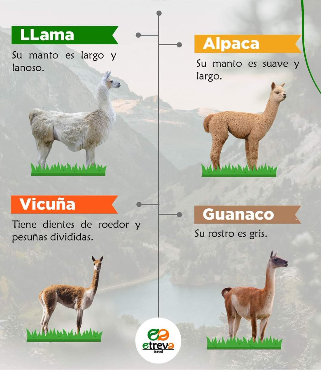 Diferencia entre una llama, alpaca, vicuña y guanaco.