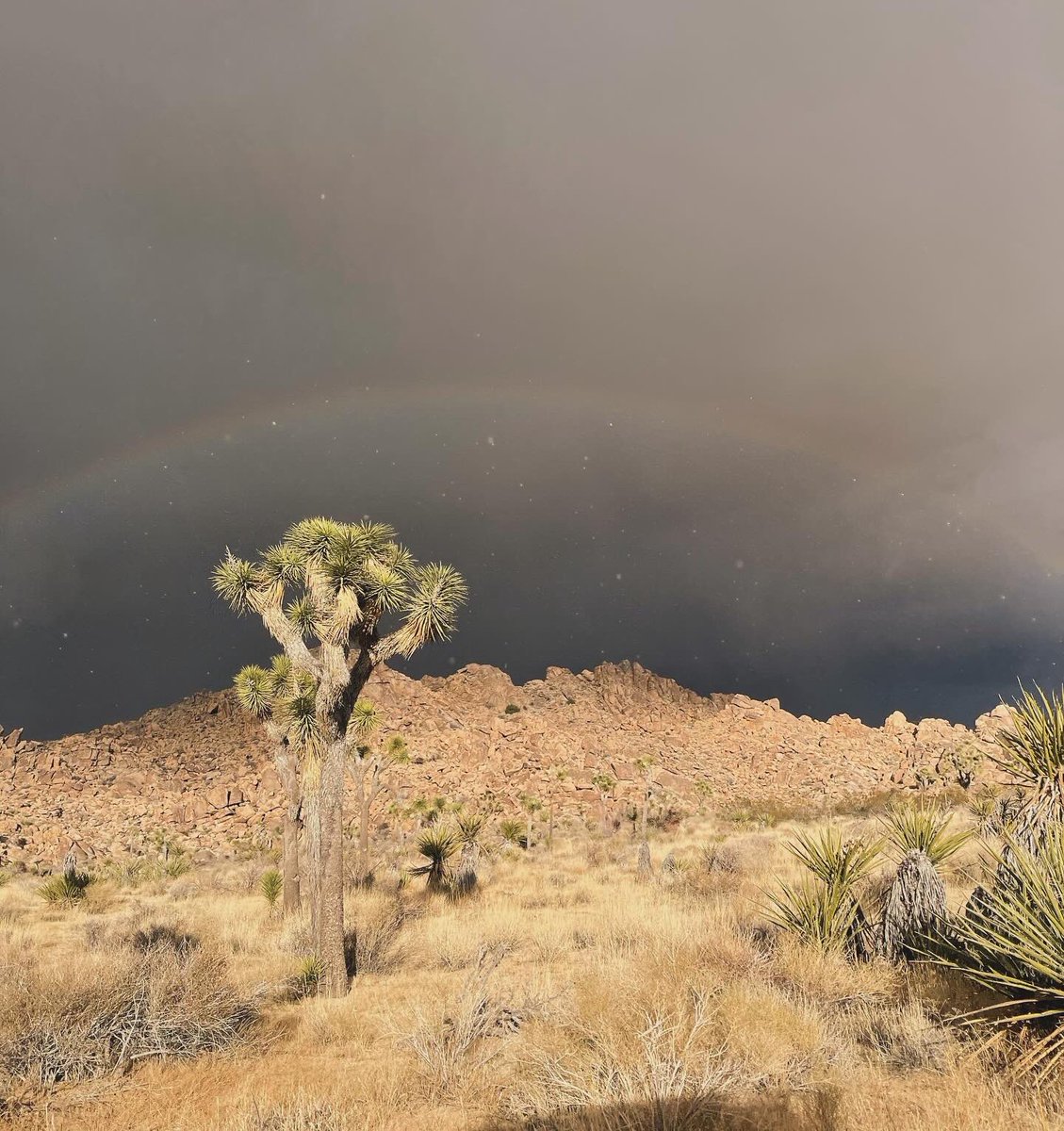 Joshua tree